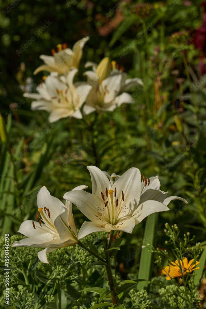 Obraz premium Lily (lat. Lilium) blooms in the garden. Lily - the genus of plants of the family of Lily (Liliaceae).