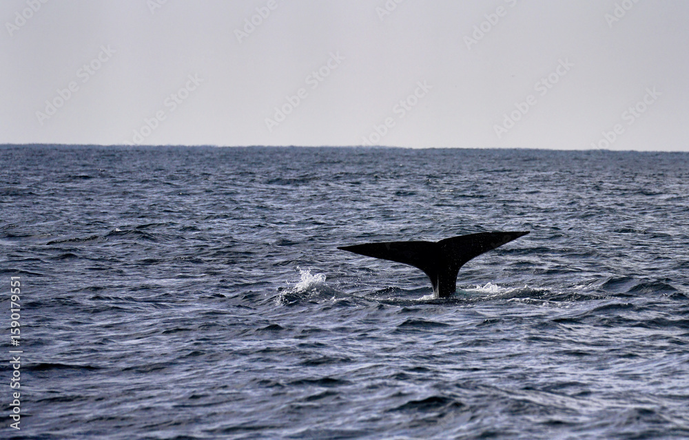 Naklejka premium A whale dives into the deep blue ocean off the coast of Monterey, with its massive tail emerging above the water in a breathtaking moment of whale watching
