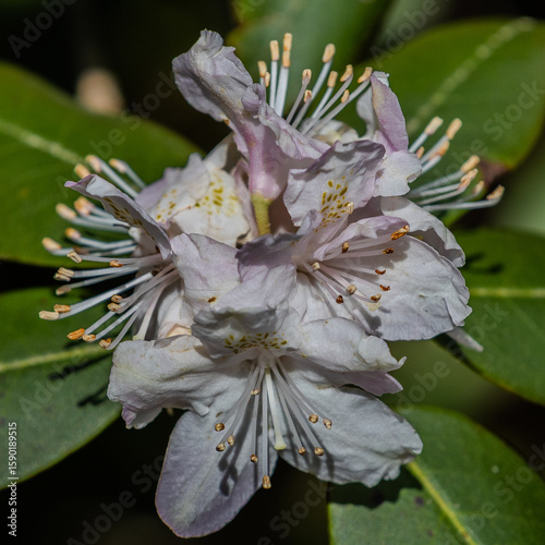 close up of a flower