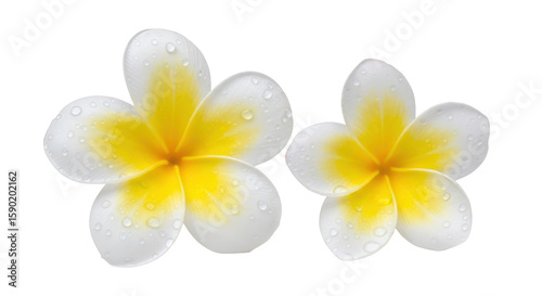 Cuadro en lienzo Isolated Frangipani Flowers