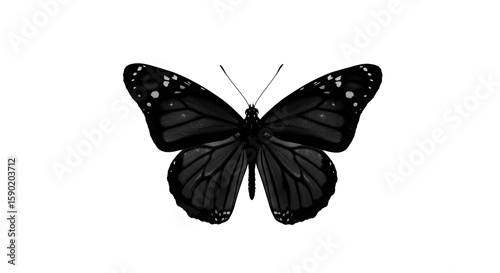 Black silhouette  Butterfly with White Dotted Wings on Transparent Background

