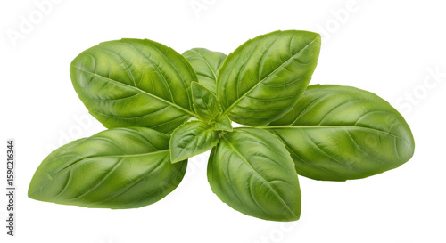 Photos Isolated Basil