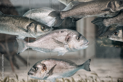 Tableau sur toile Live gilthead seabream and european seabass swimming in fish tank, ready to be s