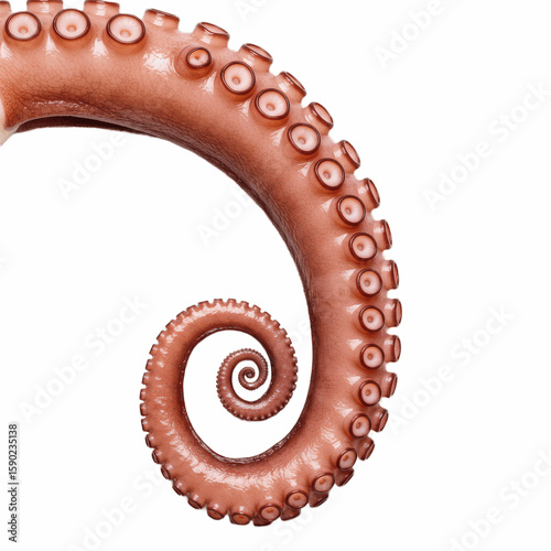  Single isolated red octopus tentacle isolated on transparent background, One raw octopus tentacle PNG 