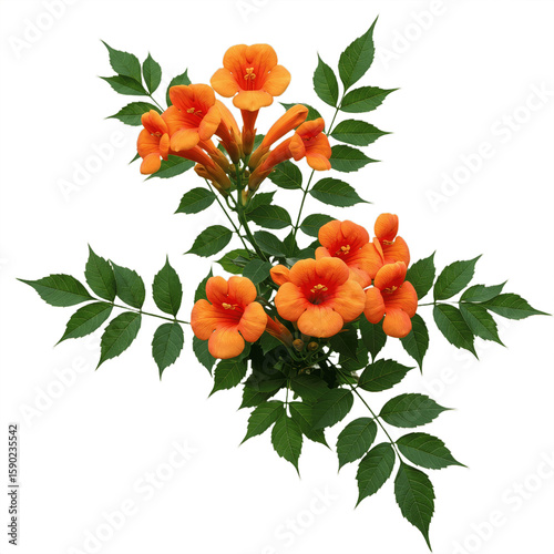 Orange Flowers with green leaves isolated on transparent background, Flowers Branch Cutout, PNG 