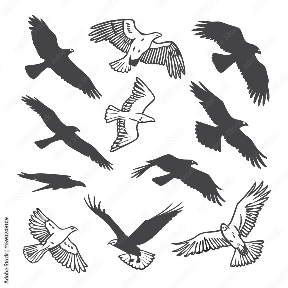 Obraz premium Collection of Silhouetted and Outlined Eagles in Flight on White Background