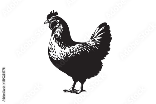 Striking black silhouette of a chicken standing proudly on a white background