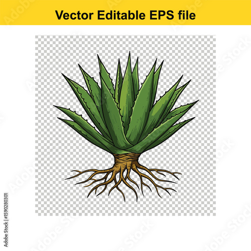 A  stylized illustration of an agave plant, showcasing its spiky leaves and root system against a black background.