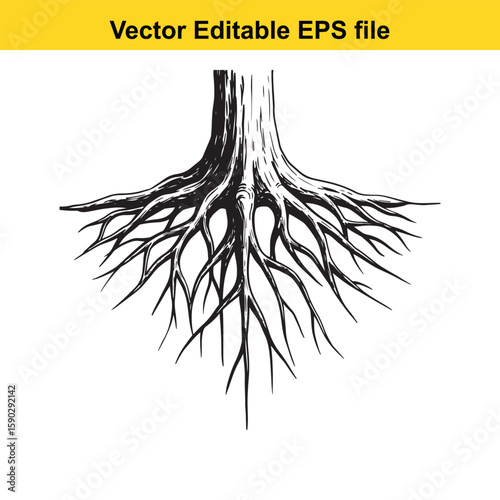 A detailed black silhouette of tree roots spreading outwards on a white background.