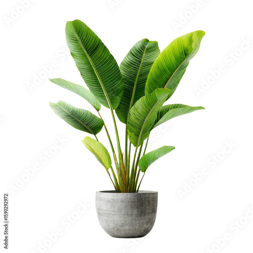 Beautiful Green Potted Plant Isolated On White Background