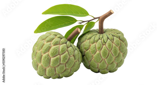 Fotografie Isolated Custard Apple