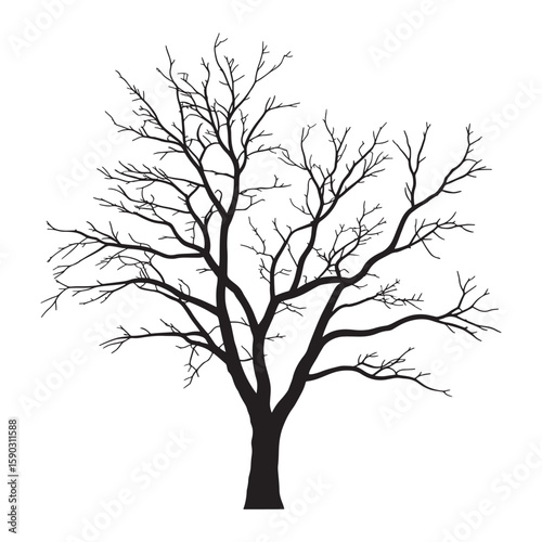 Bare tree silhouette with intricate branching patterns branches black