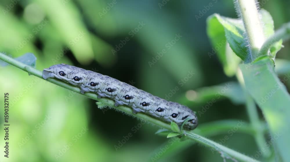 Nachtkerzenschwärmer (Proserpinus proserpina) -  Raupe