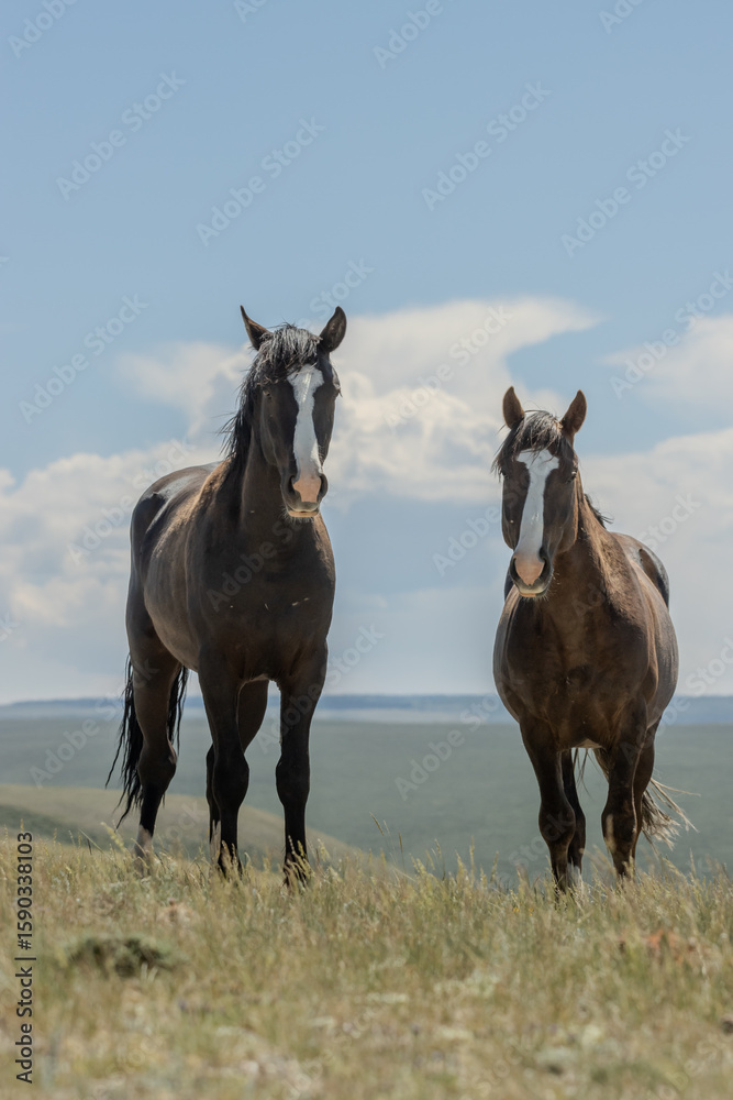 Obraz premium Wild Mustangs on Hill