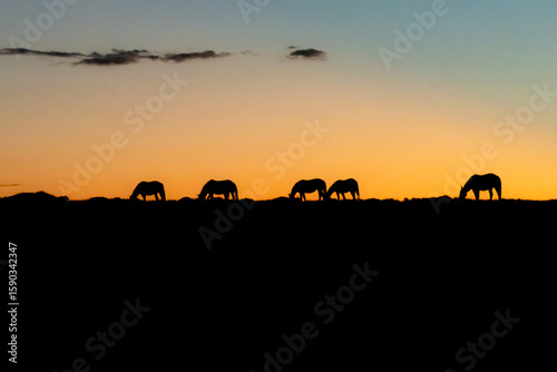 Wild Horses at Sunset in Wyoming