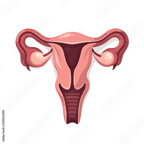 Vector illustration of placenta icon medical simple on white background, healthcare symbol