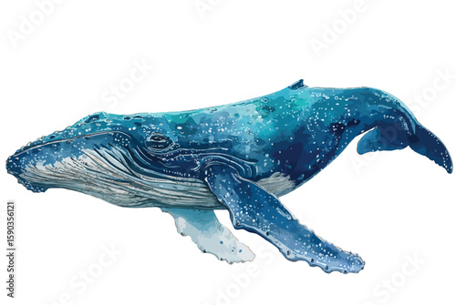 Blue whale is swimming in the ocean isolated on white background