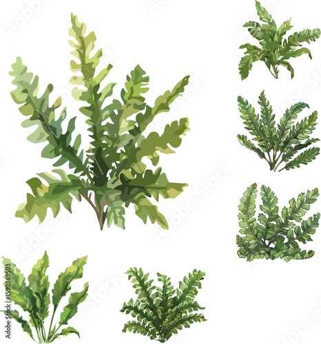 aplenium nidus leaves in color style isolated in white