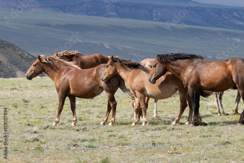 Wild Horse Band Napping