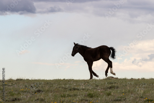 Black Wild Horse Foal Running