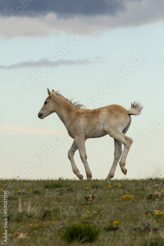 Baby Mustang Foal