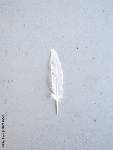 Isolated white feather on gray background for art design and bird feather concept use