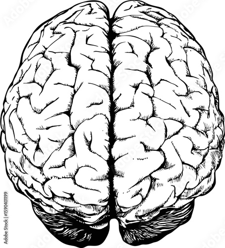 Detailed black and white line drawing of a human brain from top view. Vector illustration