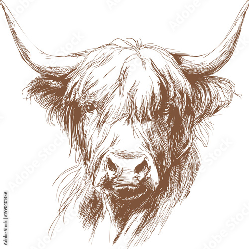 Highland cow sketch with detailed shaggy hair and long horns. Vector illustration