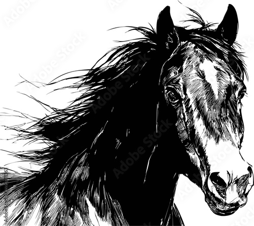 Detailed black and white sketch of a horse portrait with flowing mane. Vector illustration