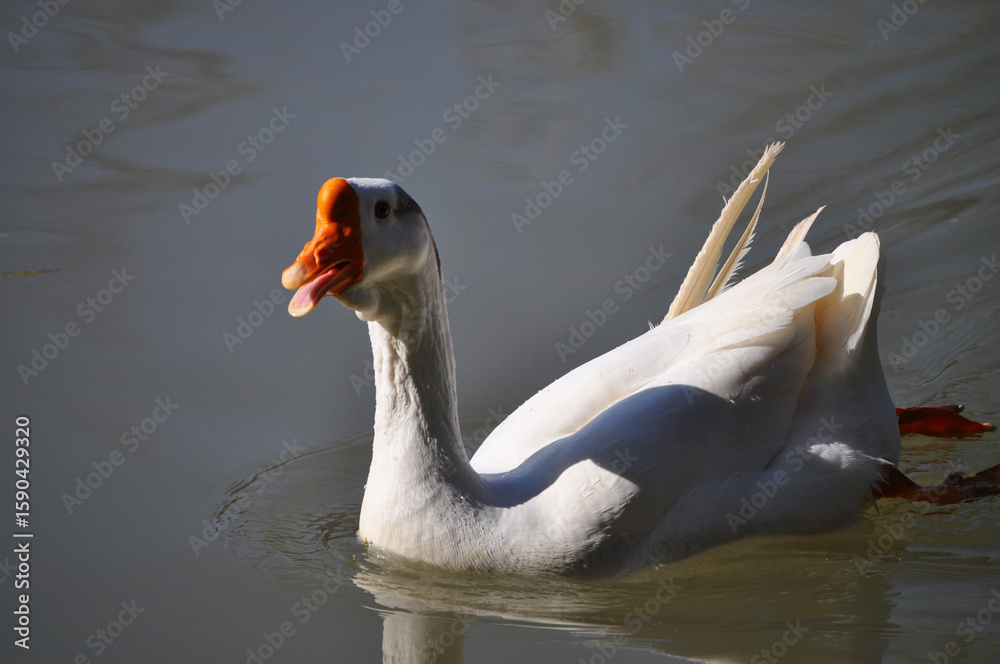 Fototapeta premium Cute goose swimming in the lake