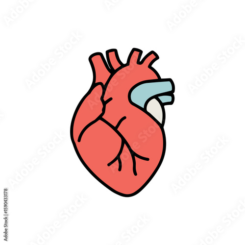 Stylized Anatomical Heart Illustration with Detailed Chambers and Vessels.