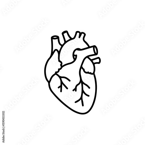 Anatomical Heart Line Art Illustration Detailed Outline Drawing of Human Heart.