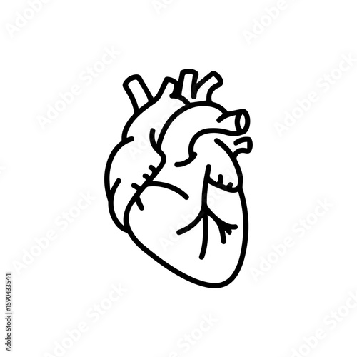 Anatomical Heart Line Art Detailed Cardiovascular System Illustration.