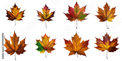 Multiple vector illustrations of delicately drawn maple leaves

