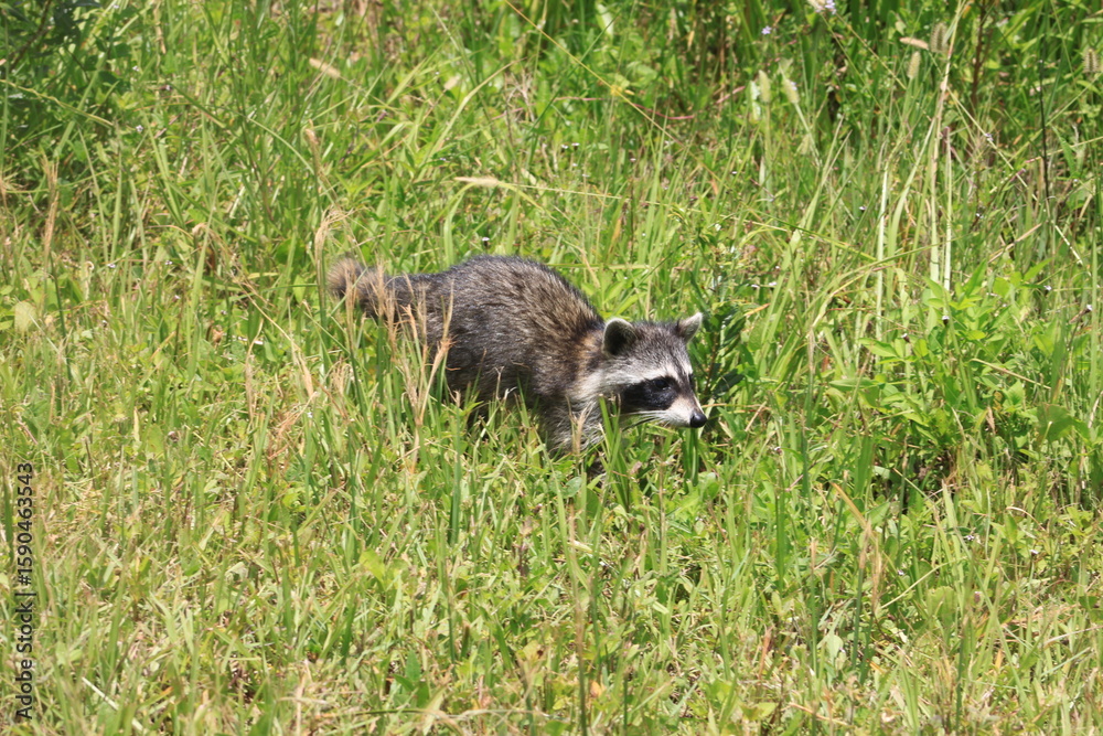 Naklejka premium Sneaky Coon