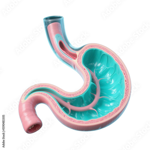 Human Esophagus with Digestive Tract