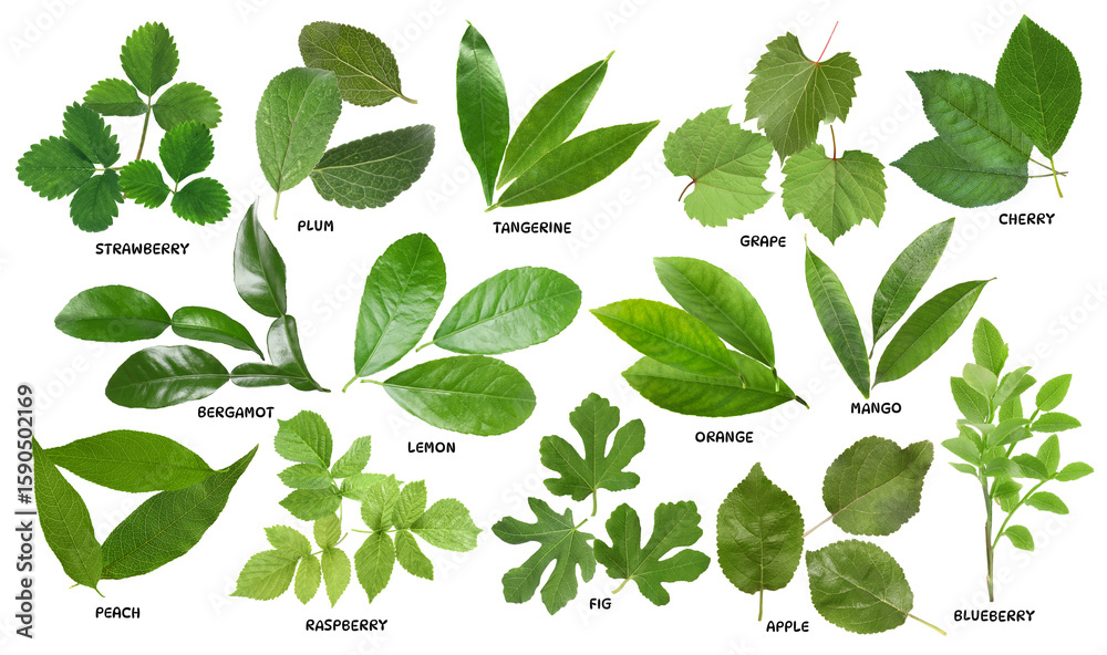 Obraz premium Fresh green leaves of fruit plants on white background. Collage with names