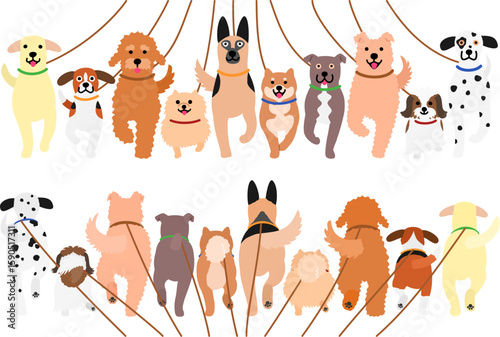 walking dogs in a row with leash, front and back