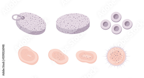 Illustration showing pumice stones red blood cells and white blood cells on a white background view