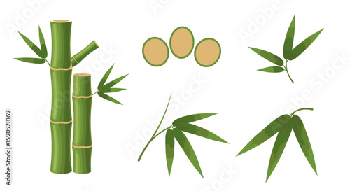 Illustration of bamboo stalks with leaves and cross sections on a white background isolated image
