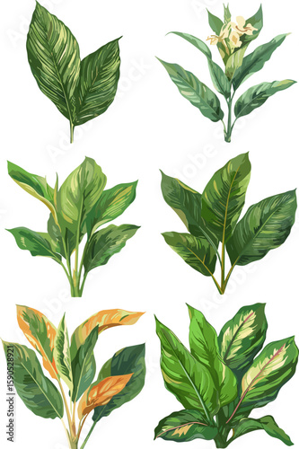 Canna indica set in color style, leaves in color style