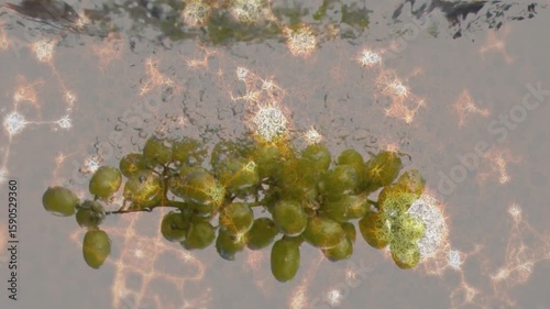Grape cluster entering tank then sinking with rotation and bubble formation visualizing water flow