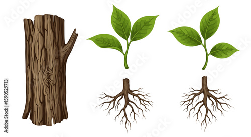 Illustration showing a tree trunk, two sets of leaves, and two root systems on a white background space