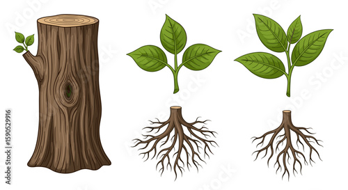 Illustration showing a tree stump with a sprout, leaf clusters, and root systems on a white background