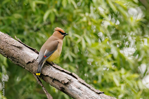 A bird is perched on a tree branch. The bird is brown and yellow. The tree is green and has leaves