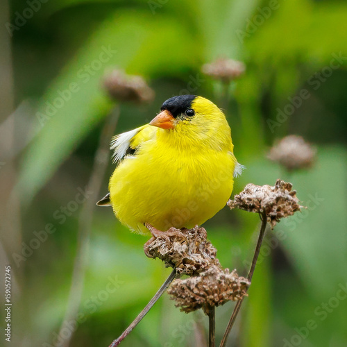 A yellow bird is perched on a stem of a plant. The bird is small and has a black beak. Concept of tranquility and peacefulness, as the bird is sitting calmly on the plant