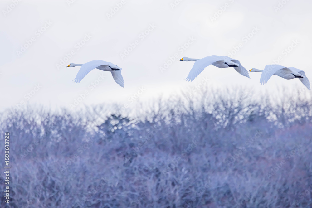 Obraz premium ハクチョウ 