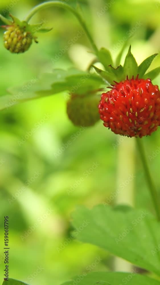 Close-up red berry reveals detailed surface texture with natural red coloring and seed patterns while positioned among soft green background creating intimate botanical perspective Close-up red berry reveals detailed surface texture with natural red coloring and seed patterns while positioned among soft green background creating intimate botanical perspective