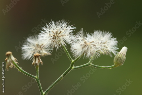Cyanthillium cinereum flowers with bokeh background