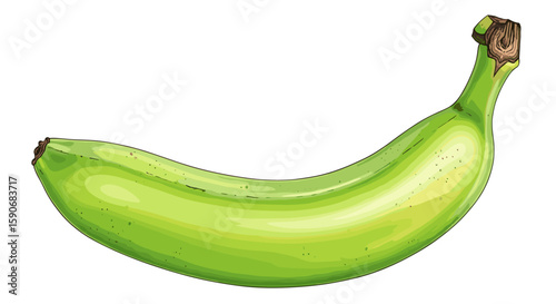 Illustration of a single unripe green banana with a curved shape on a plain white background artwork on transparent background